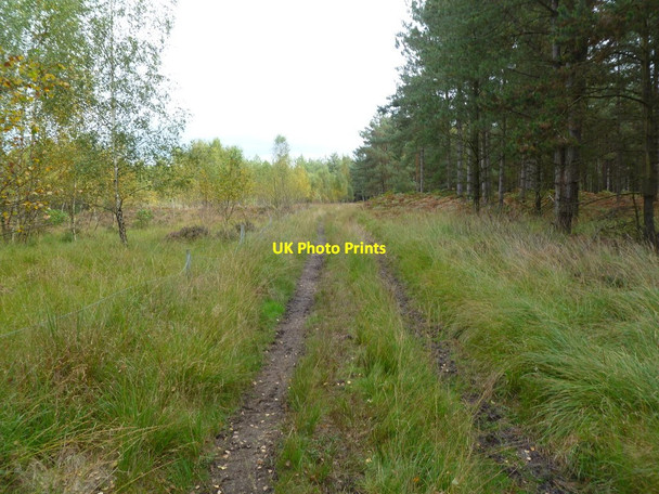 Photo 6"x4" Sandford, forestry track Sandford\/SU1601 c2011