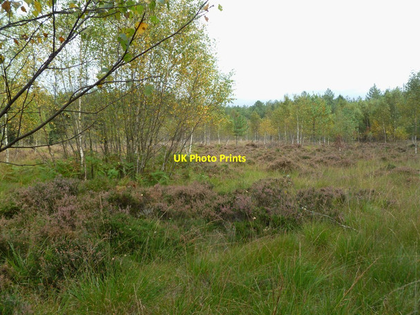Photo 6"x4" Sandford, heathland Sandford\/SU1601 c2011
