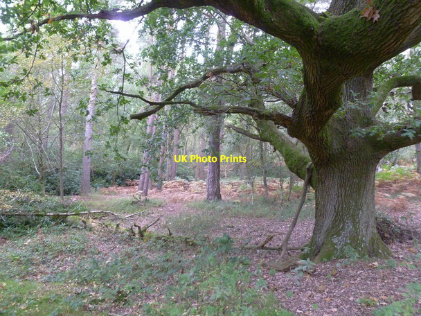 Photo 6"x4" Sandford, woodland Sandford\/SU1601 c2011
