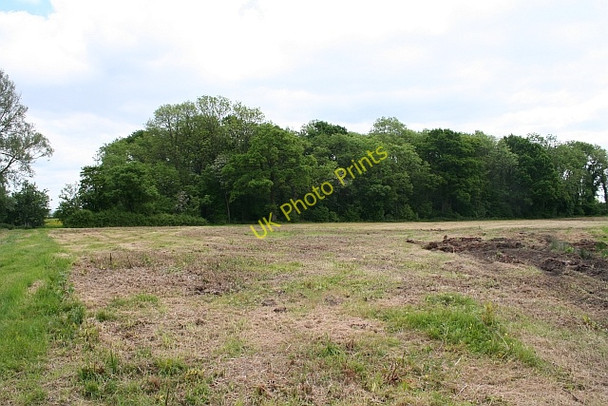 Photo 6"x4" Copse near Birts Street Birts Street c2008