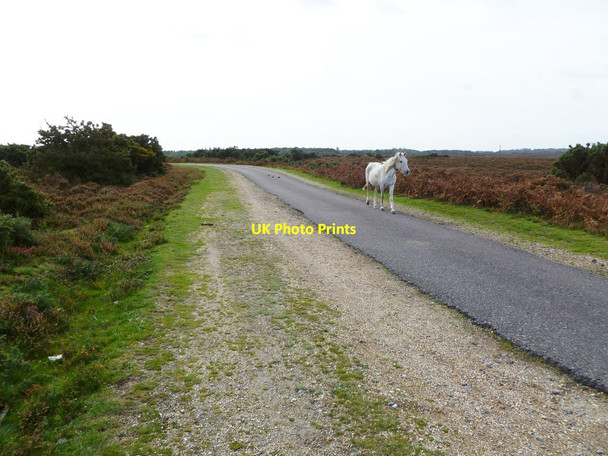Photo 6"x4" Burley, pony with a purpose Bisterne Close c2011