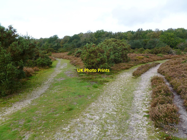 Photo 6"x4" Shappen Hill, track junction Bisterne Close c2011