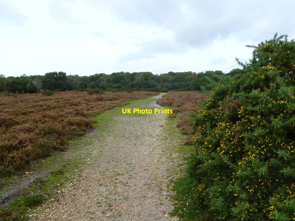 Photo 6"x4" Shappen Hill, track Bisterne Close c2011