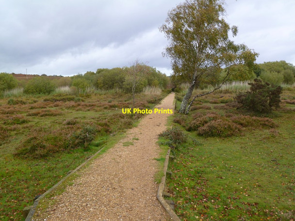 Photo 6"x4" Holmsley, causeway Bisterne Close c2011