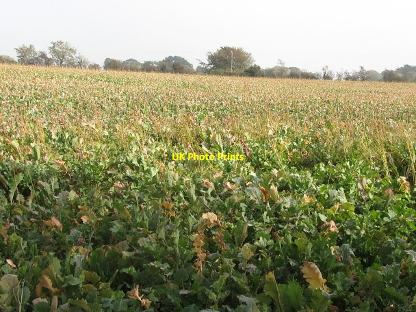 Photo 6"x4" A field of kale east of the Ballygilbert Road Killough c2011