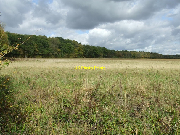 Photo 6"x4" Basefield Wood Dullingham Ley c2011