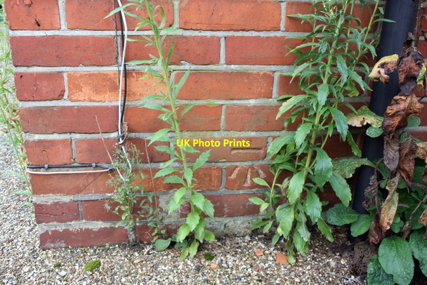 Photo 6"x4" Benchmark on #17 Southcote Lane Reading c2011