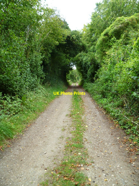 Photo 6"x4" Track passing between plantations north of Home Farm Freefolk c2011