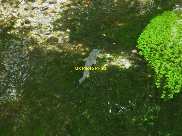 Photo 6"x4" Fish at Overton Lynch\/SU5049 c2011
