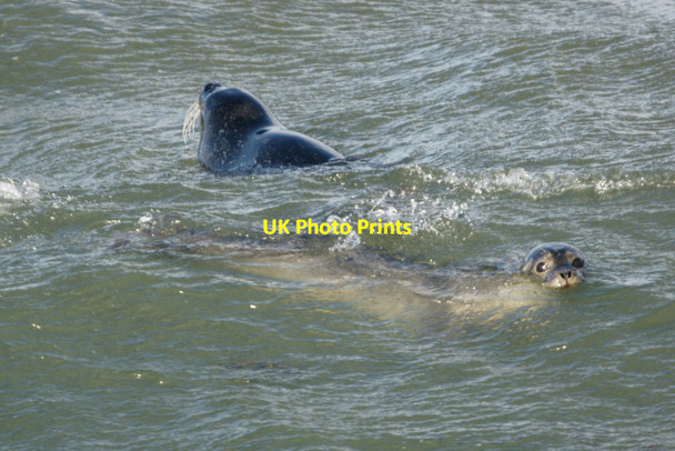Photo 6"x4" Common Seals (Phocina vitulina), playing in the surf, Westing Westing\/HP5705 c2011
