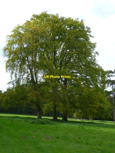 Photo 6"x4" Beautiful threesome at Laverstoke Laverstoke c2011