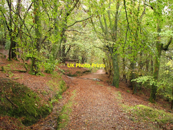 Photo 6"x4" Woodland path Rothesay c2011