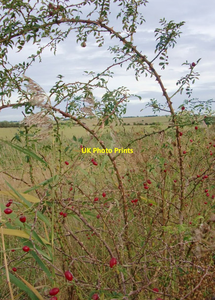 Photo 6"x4" Rose hips High Halstow c2011