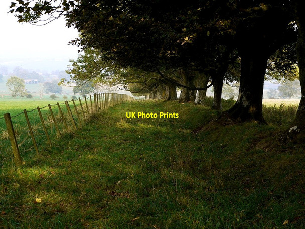 Photo 6"x4" Trees along field boundary north of Long Plantation Edlingham c2011
