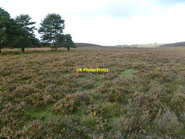 Photo 6"x4" Clayhill Bottom, heathland Bisterne Close c2011
