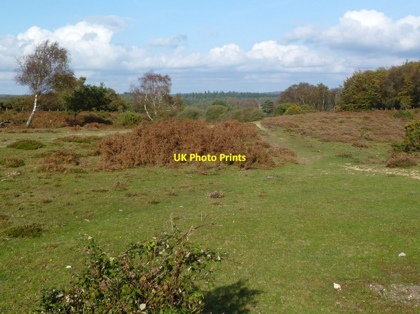 Photo 6"x4" Markway, heathland Bisterne Close c2011