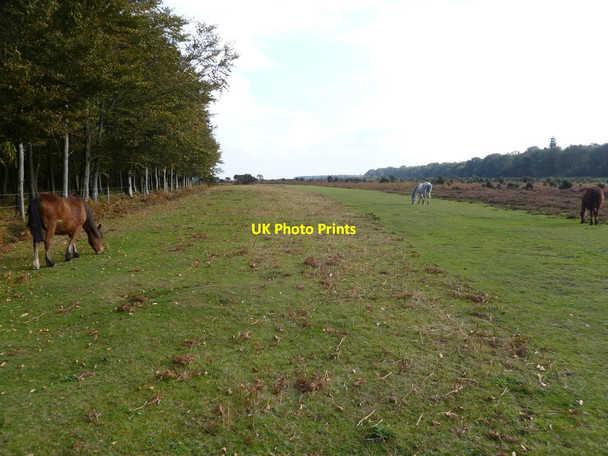 Photo 6"x4" Markway, lawn Bisterne Close c2011