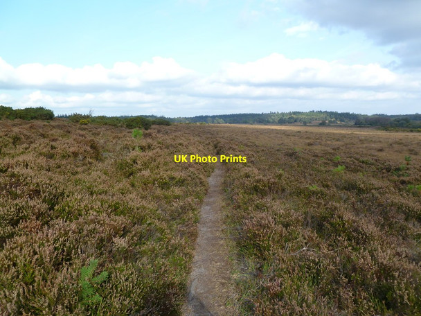 Photo 6"x4" Duck Hole, track Bisterne Close c2011