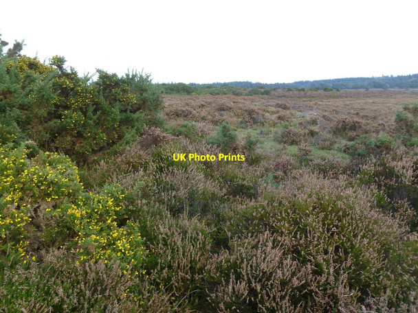 Photo 6"x4" Markway Inclosure, heathland Bisterne Close c2011
