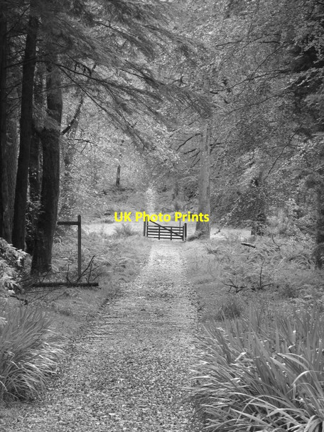Photo 6"x4" Woodland track, Mount Stuart Kerrycroy c2011