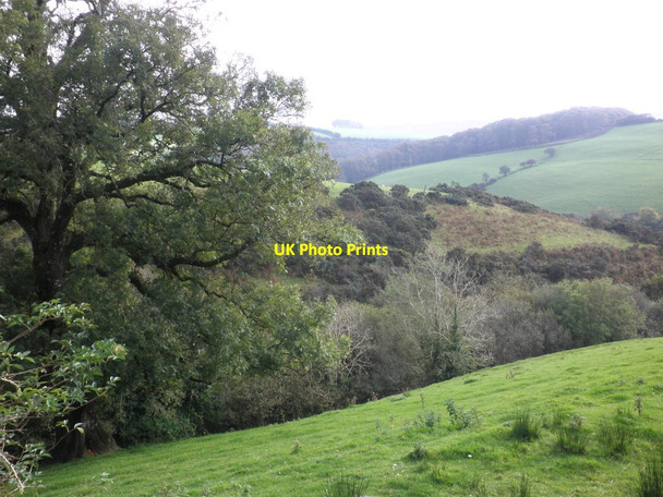 Photo 6"x4" Wester Shircombe Hawkridge c2011