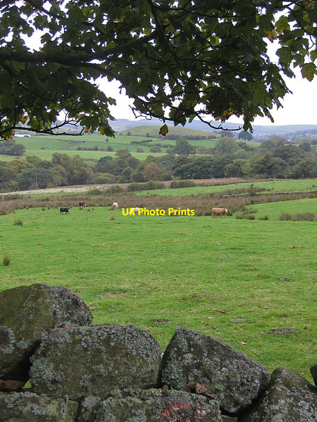 Photo 6"x4" Cattle grazing in Rosedale Thorgill c2011