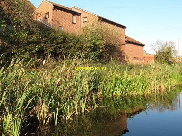 Photo 6"x4" Bulrushes along the towpath, Misterton Misterton\/SK7694 c2011