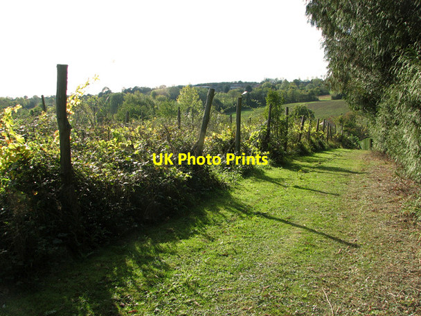 Photo 6"x4" Vineyard above Otley Bottom Otley\/TM2055 c2011