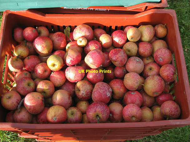 Photo 6"x4" Ampleforth Abbey apples Ampleforth c2011