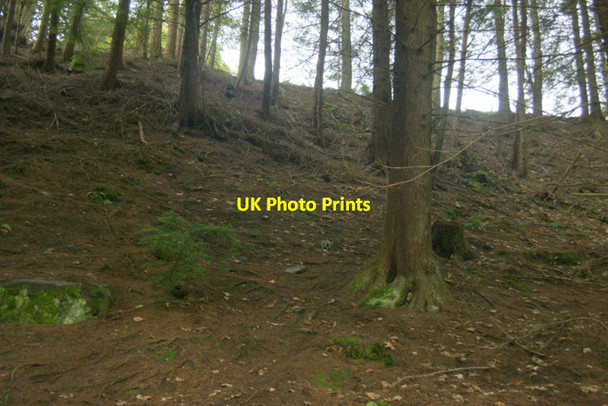 Photo 6"x4" Coniferous woodland at the Hermitage, near Dunkeld Inver\/NO0142 c2011