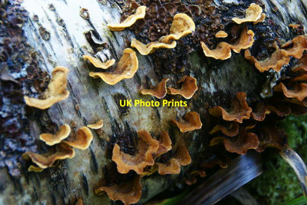 Photo 6"x4" Fungus on dead birch log Alyth c2011