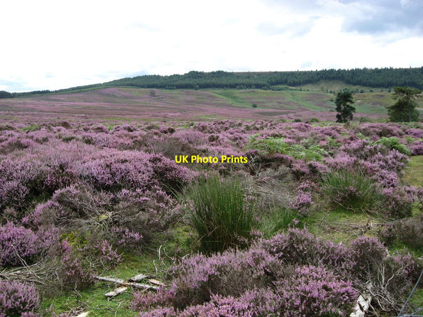 Photo 6"x4" Laskill Pasture Moor Fangdale Beck c2011