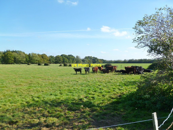Photo 6"x4" Midgham Farm, cattle grazing Fordingbridge c2011