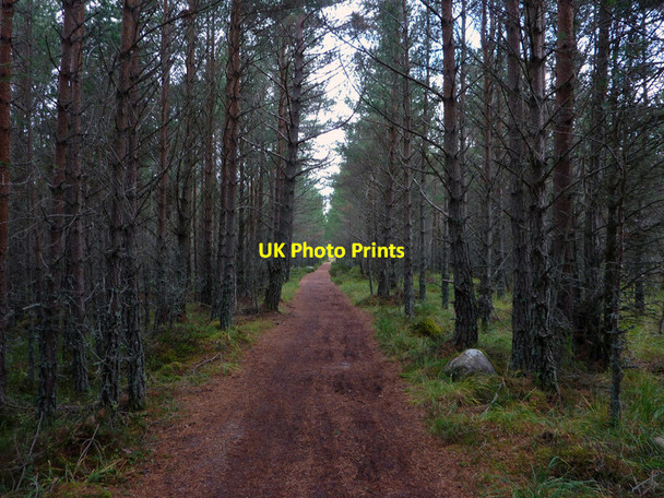 Photo 6"x4" Path through dense trees, Rothiemurchus Coylumbridge c2011