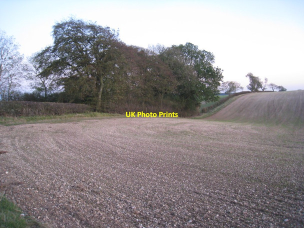 Photo 6"x4" Beech trees by Simon's Pond Croxby Top c2011