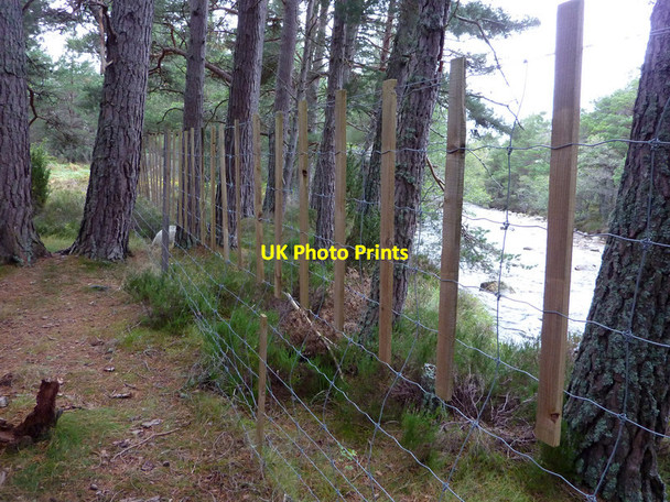 Photo 6"x4" Deer fencing near the Caledonian Club footbridge, Rothiemurchus Coylumbridge c2011