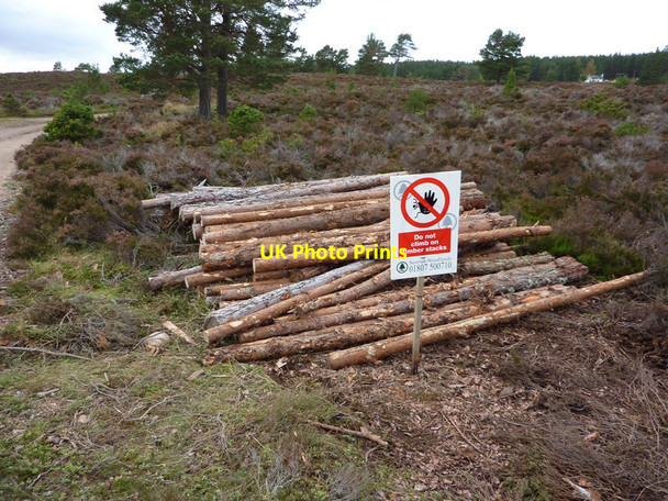 Photo 6"x4" A small timber stack near Lochan Deo, Rothiemurchus Coylumbridge c2011