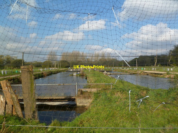 Photo 6"x4" Bickton Fish Farm Fordingbridge c2011