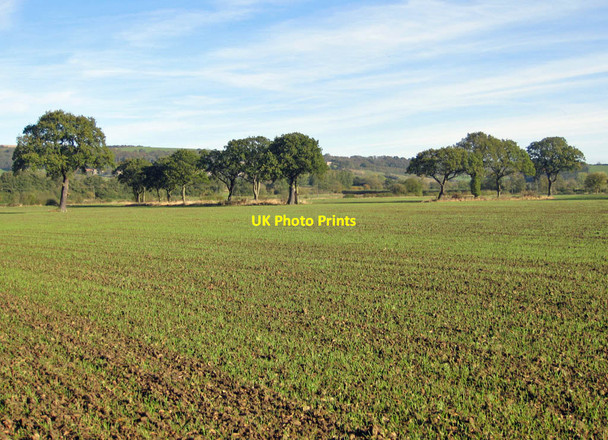 Photo 6"x4" Winter wheat and a line of oaks Gilling East c2011