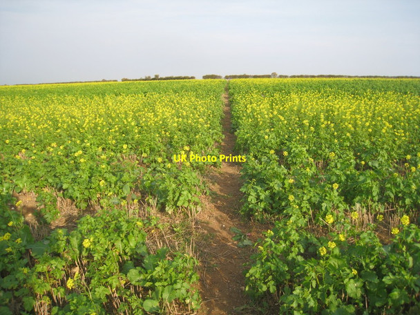 Photo 6"x4" Bridleway through the turnips Cabourne c2011
