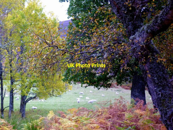 Photo 6"x4" Grazing near Kilphedir Kilphedir c2011