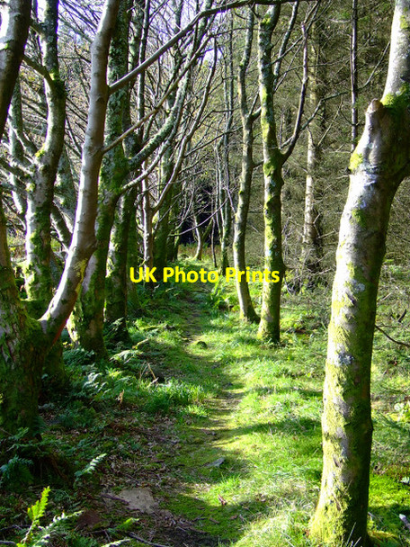 Photo 6"x4" Footpath in Berfern Plantation Inverkip c2011