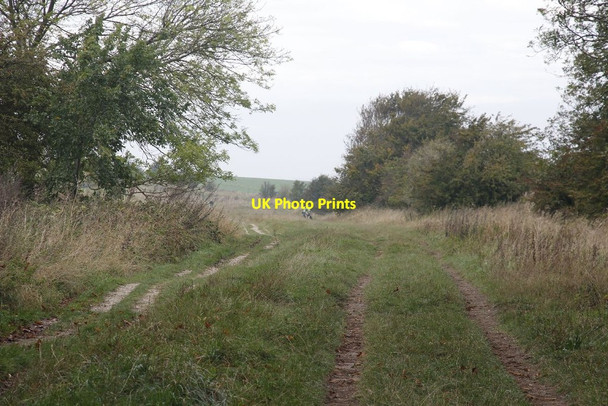Photo 6"x4" Along the Ridgeway at Cuckhamsley Hill East Ginge c2011