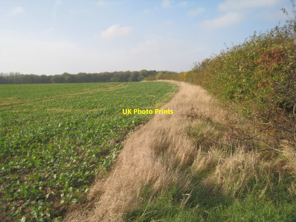 Photo 6"x4" View towards Miller's Wood Brocklesby c2011