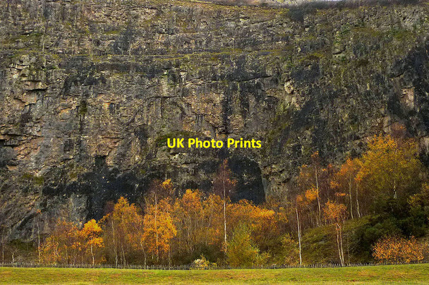 Photo 6"x4" Autumnal birches at Warton Main Quarry Carnforth c2011