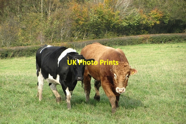 Photo 6"x4" Bull and heifer, Thinacres Quarter\/NS7251 c2011