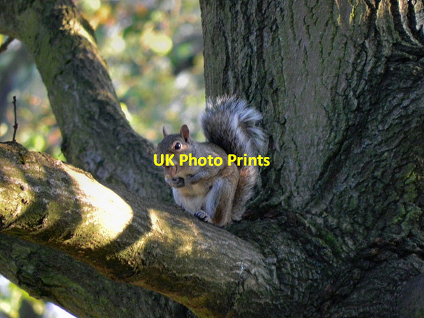 Photo 6"x4" Squirrel at Hyde Chapel (3) Hyde\/SJ9494 c2011