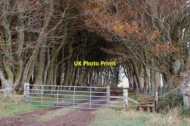 Photo 6"x4" Todlaw Wells Plantation Jedburgh c2011