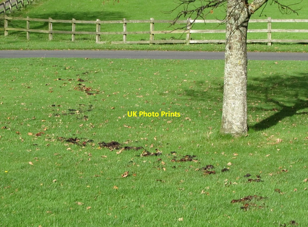 Photo 6"x4" A crooked line of fungi in Tollymore Park Newcastle\/J3732 c2011
