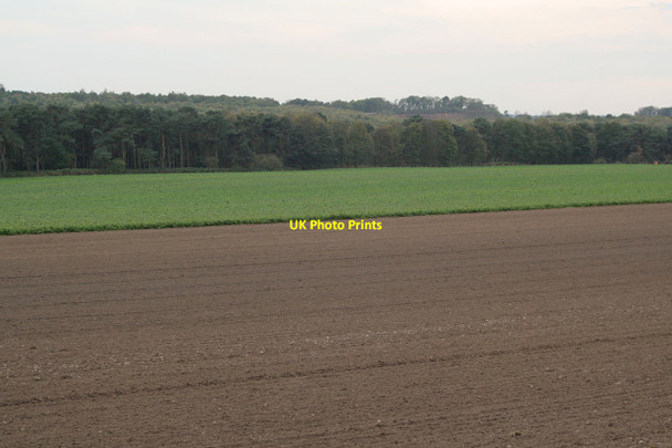 Photo 6"x4" View towards Longdale Plantation Blidworth Dale c2011
